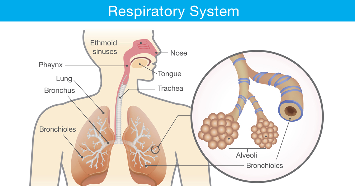Breathe Easy: Demystifying Your Respiratory System - Ask The