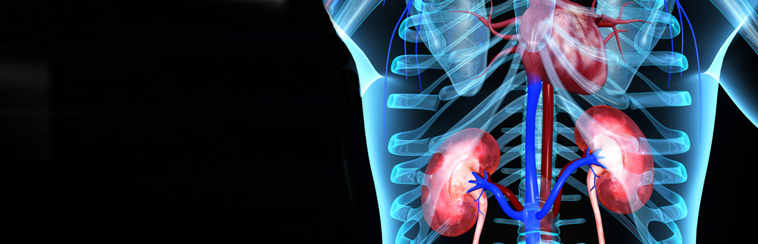 Are The Kidneys Located Inside Of The Rib Cage Thoracic Cavity