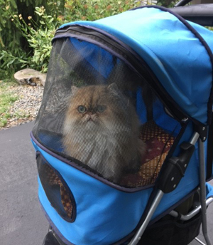 Donna is back to regularly walking while pushing her beloved pet cat in a stroller