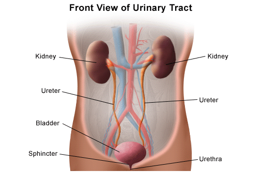 Urinary Tract Urinary Tract