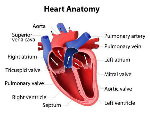 Heart Anatomy