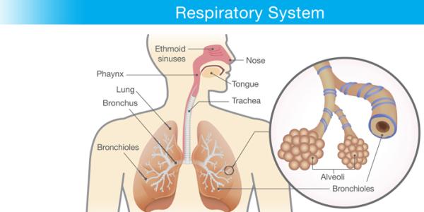 Respiratory System