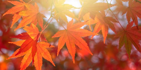 Autumn Health Tips