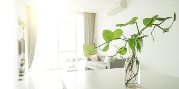 Tips for a Healthy New Year