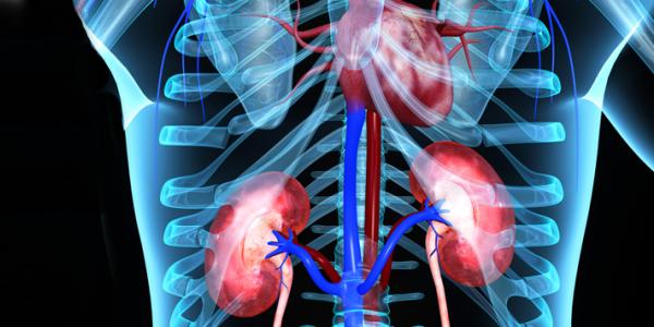 Kidney Health