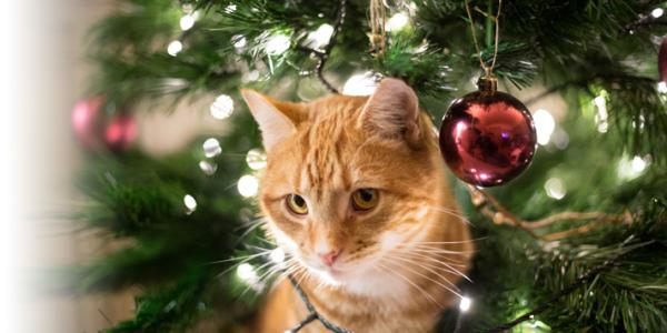 Avoid These Holiday Pet Dangers