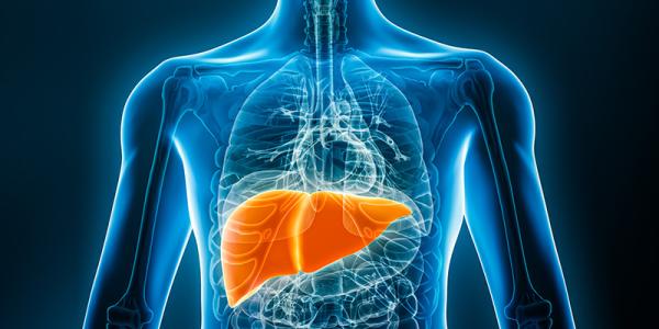 The Liver – Your Body’s Greatest Multitasker