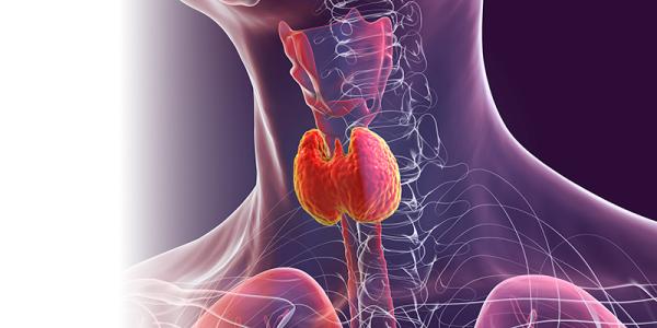 Get to Know Your Thyroid