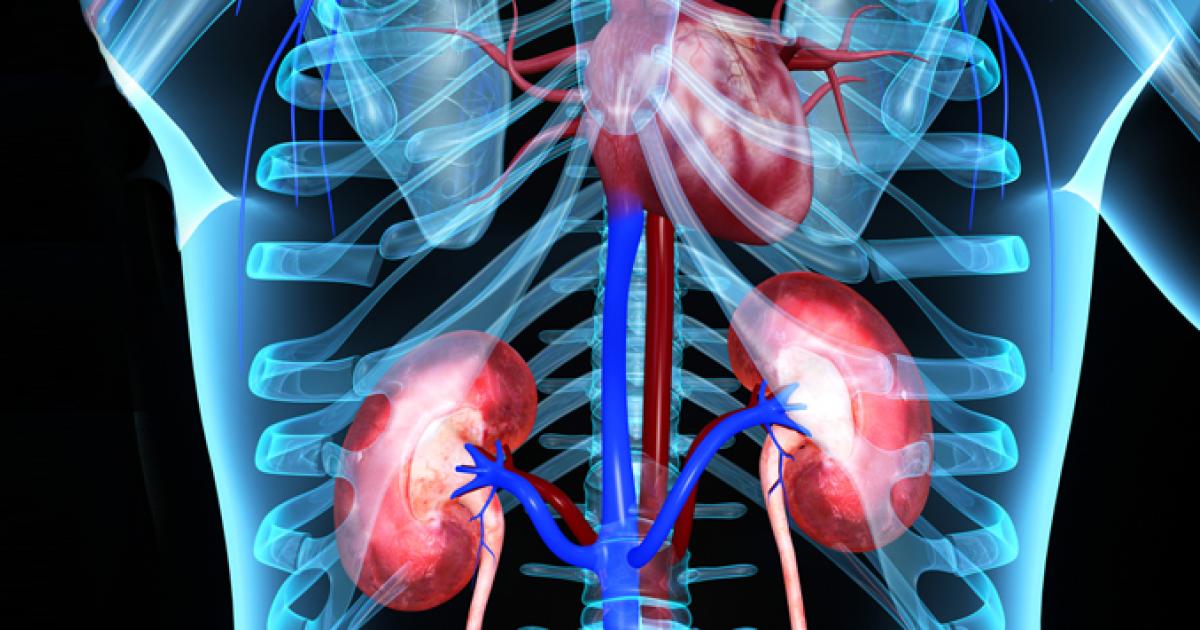 Are The Kidneys Located Inside Of The Rib Cage Kidneys The Bladder