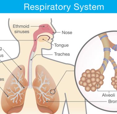 Respiratory System