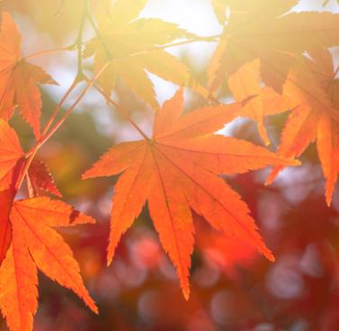 Autumn Health Tips