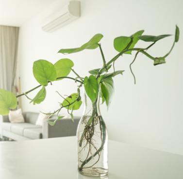 Tips for a Healthy New Year
