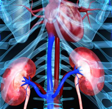 Kidney Health