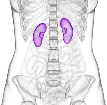 Your Kidneys – A Natural Detoxifier