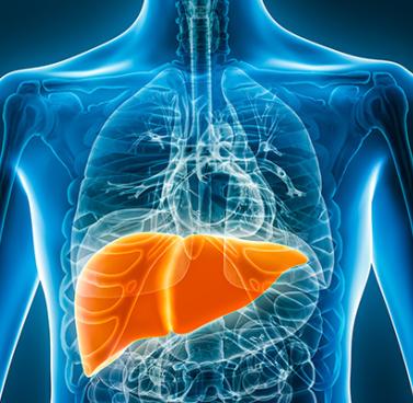 The Liver – Your Body’s Greatest Multitasker
