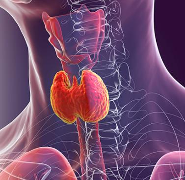 Get to Know Your Thyroid